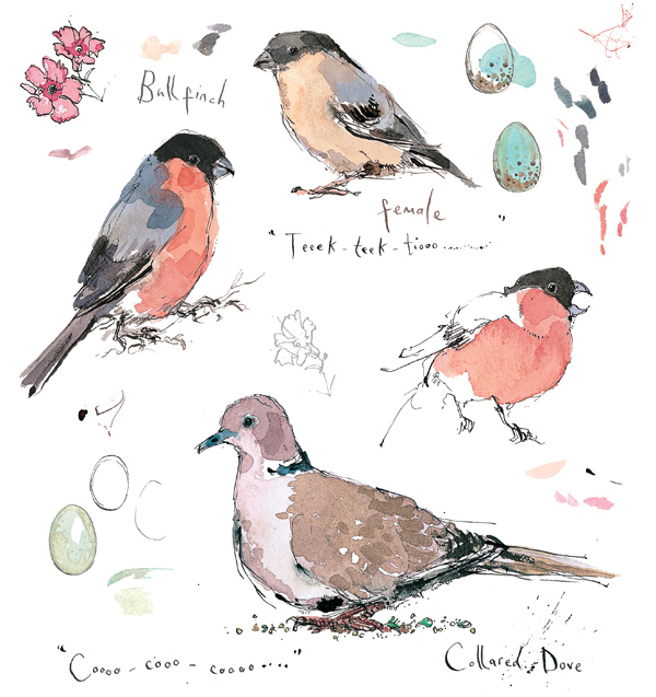 Madeleine Floyd - Sketchbook - Bullfinch & Collared Dove