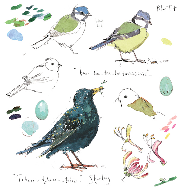 Madeleine Floyd - Sketchbook - Blue Tit and Starling