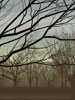 Dan Crisp Original Limited Edition prints