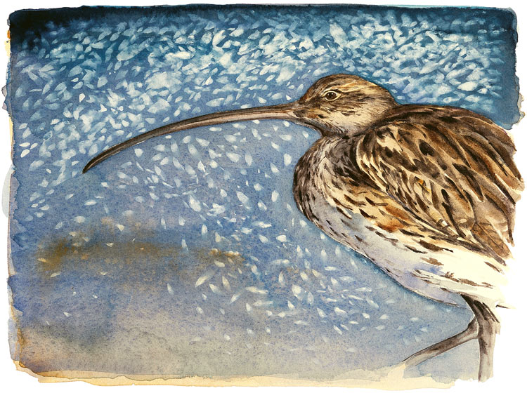 the-lost-spells-jackie-morris-curlew-limited-edition-print