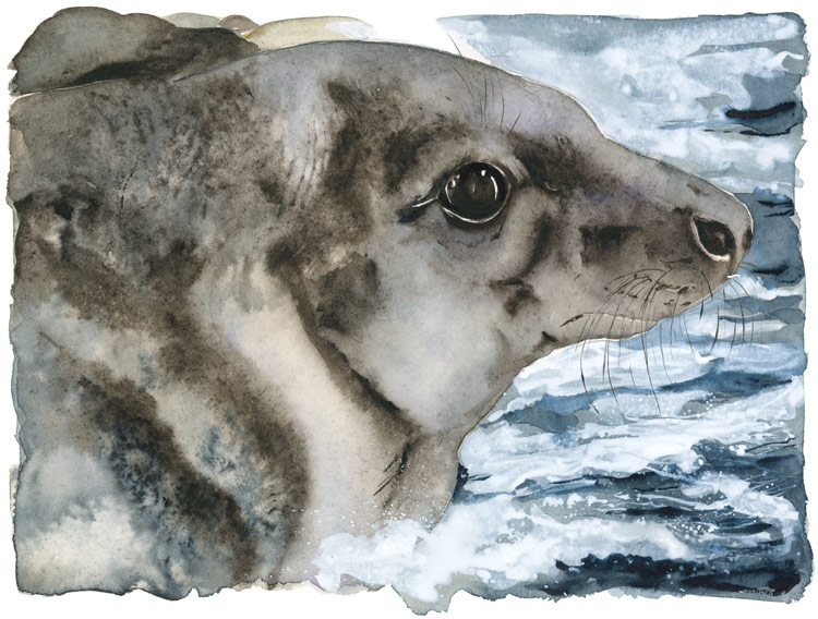 the-lost-spells-jackie-morris-grey-seal-limited-edition-print