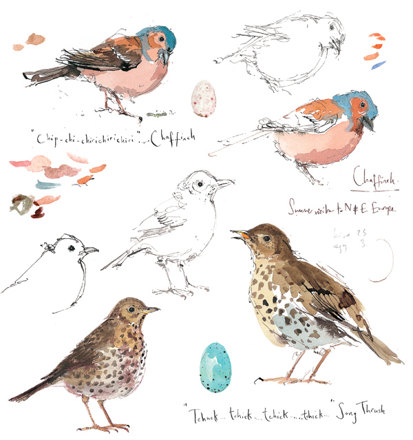 Madeleine Floyd - Sketchbook - Chaffinch & Song Thrush