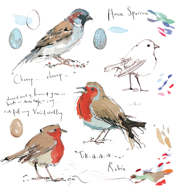 Madeleine Floyd - Sketchbook - Robin & House Sparrow