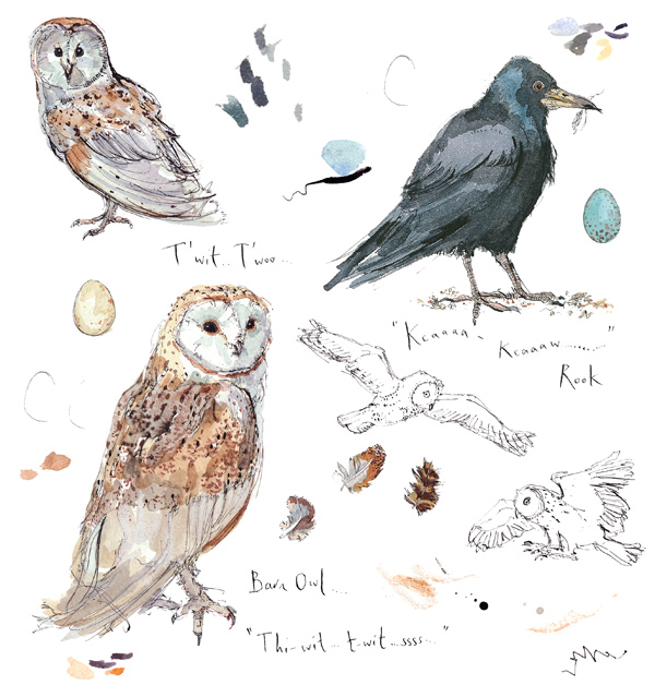 Madeleine Floyd - Sketchbook - Barn Owl & Rook