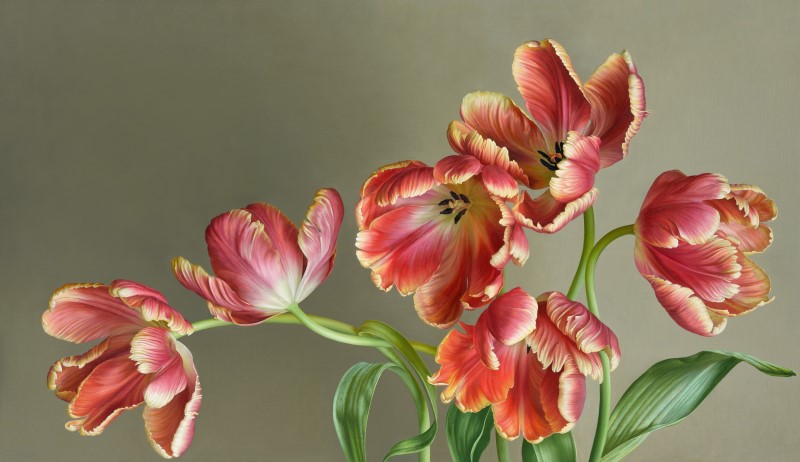 mia-tarney-parrot-tulips-limited-edition-print