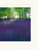 Paul-Evans-A-Sea-of-Bluebells