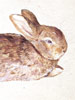 Beatrix potter Benjamin Bunny Peter Rabbit