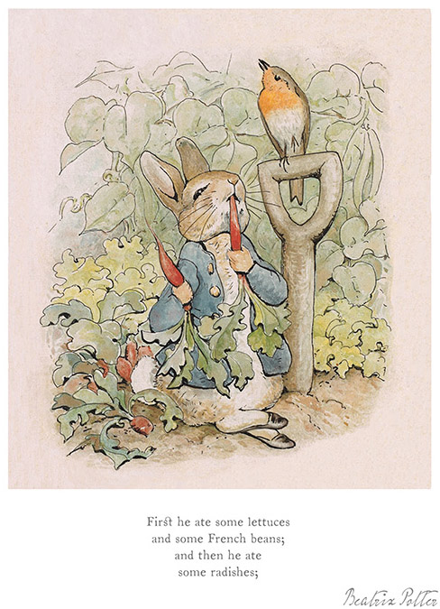 BP9102-Beatrix-Potter-First-he-ate-some-radishes